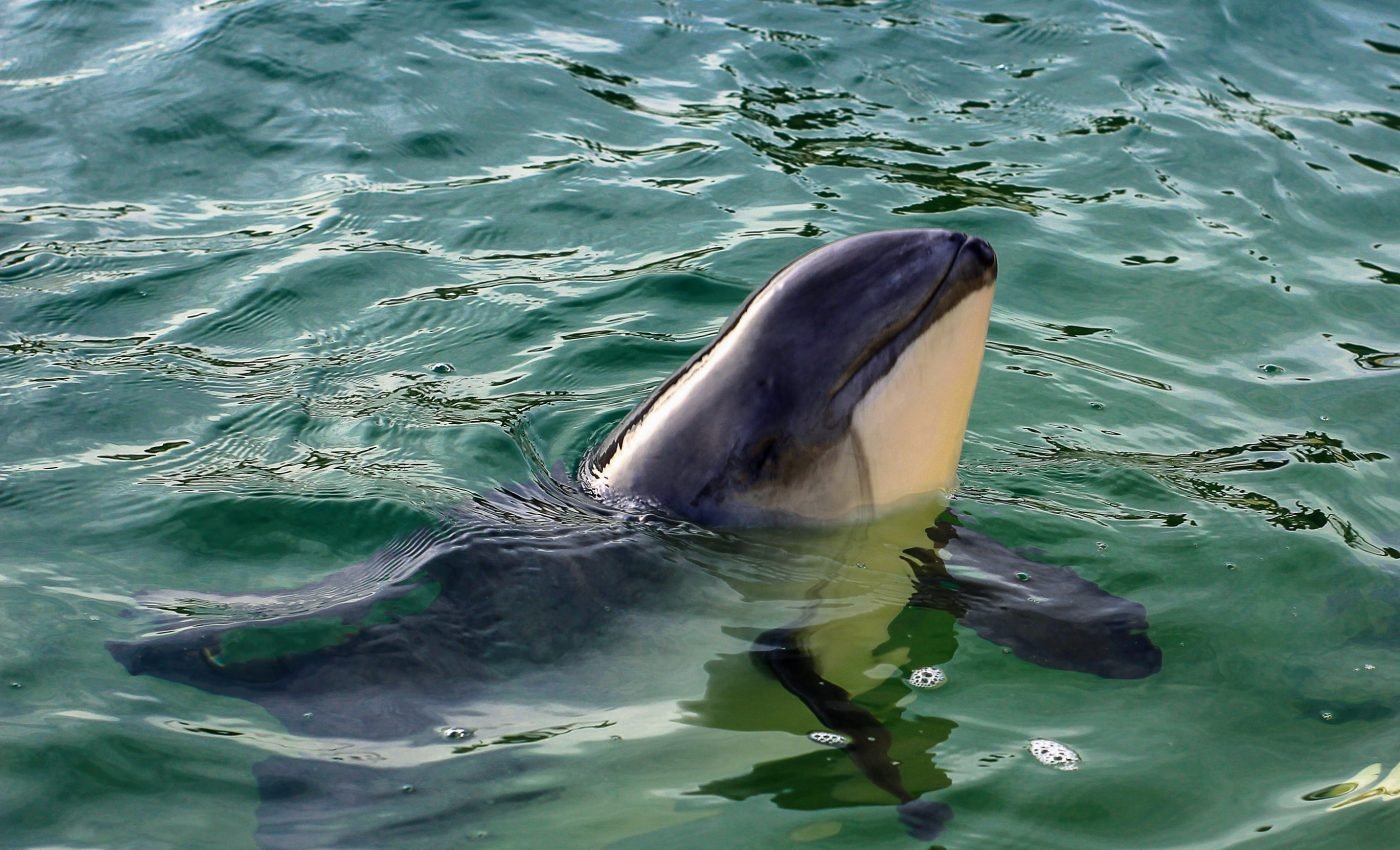 Porpoises are steadily declining in the German North Sea