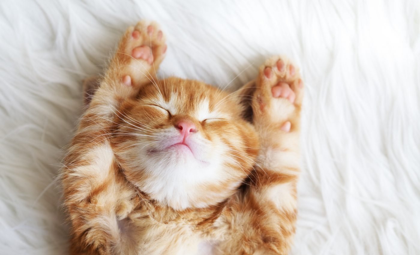 Animals needed sleep before they even had brains