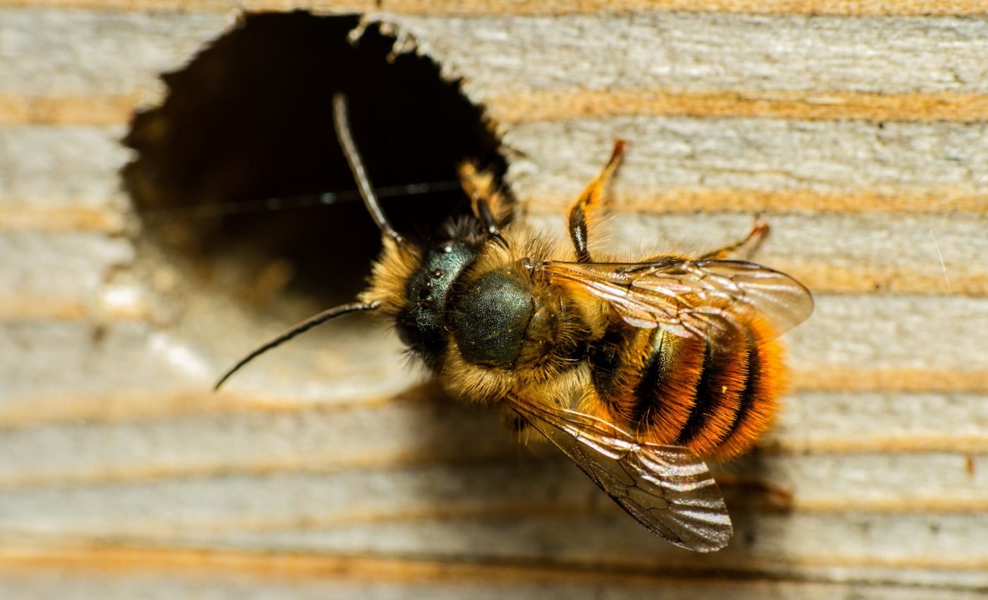 Climate change is the biggest threat to wild bees