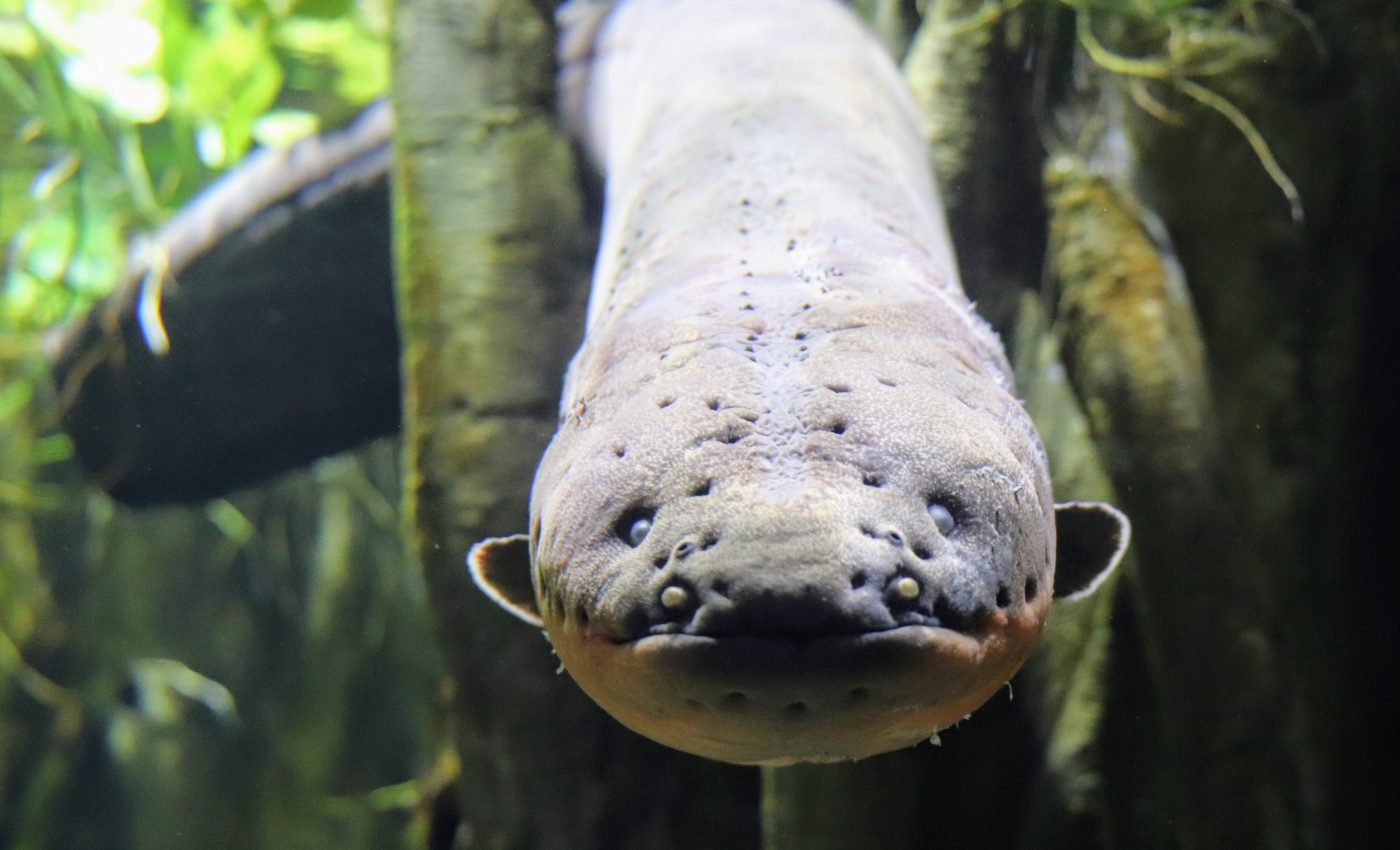 Electric eels found hunting in groups