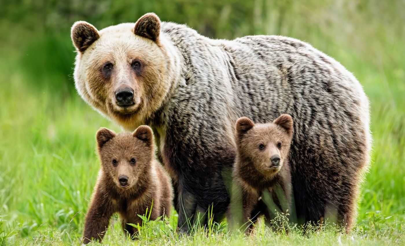 Humans share many of the same behaviors as animals that live nearby