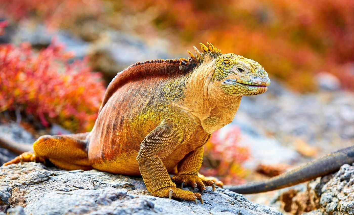 Northward winds support the wildlife of the Galápagos Islands