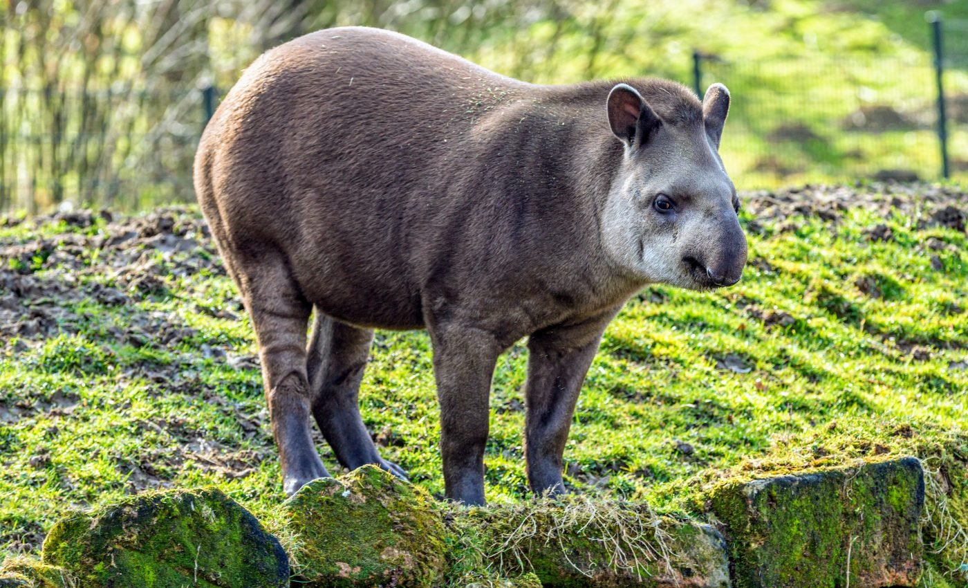 Fruit-eating mammals fertilize the soil in tropical forests