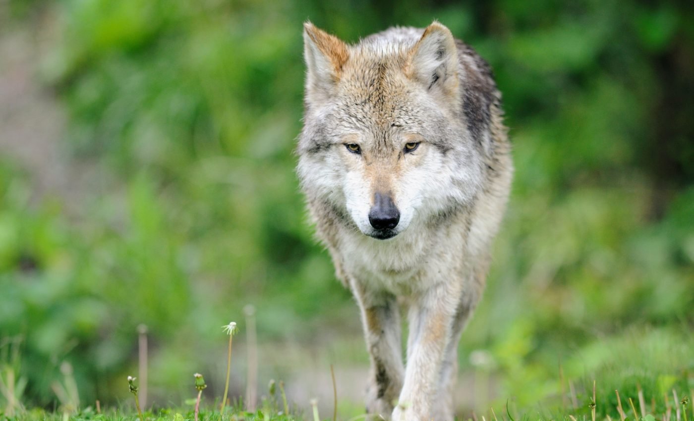 New models will help identify potentially endangered animals
