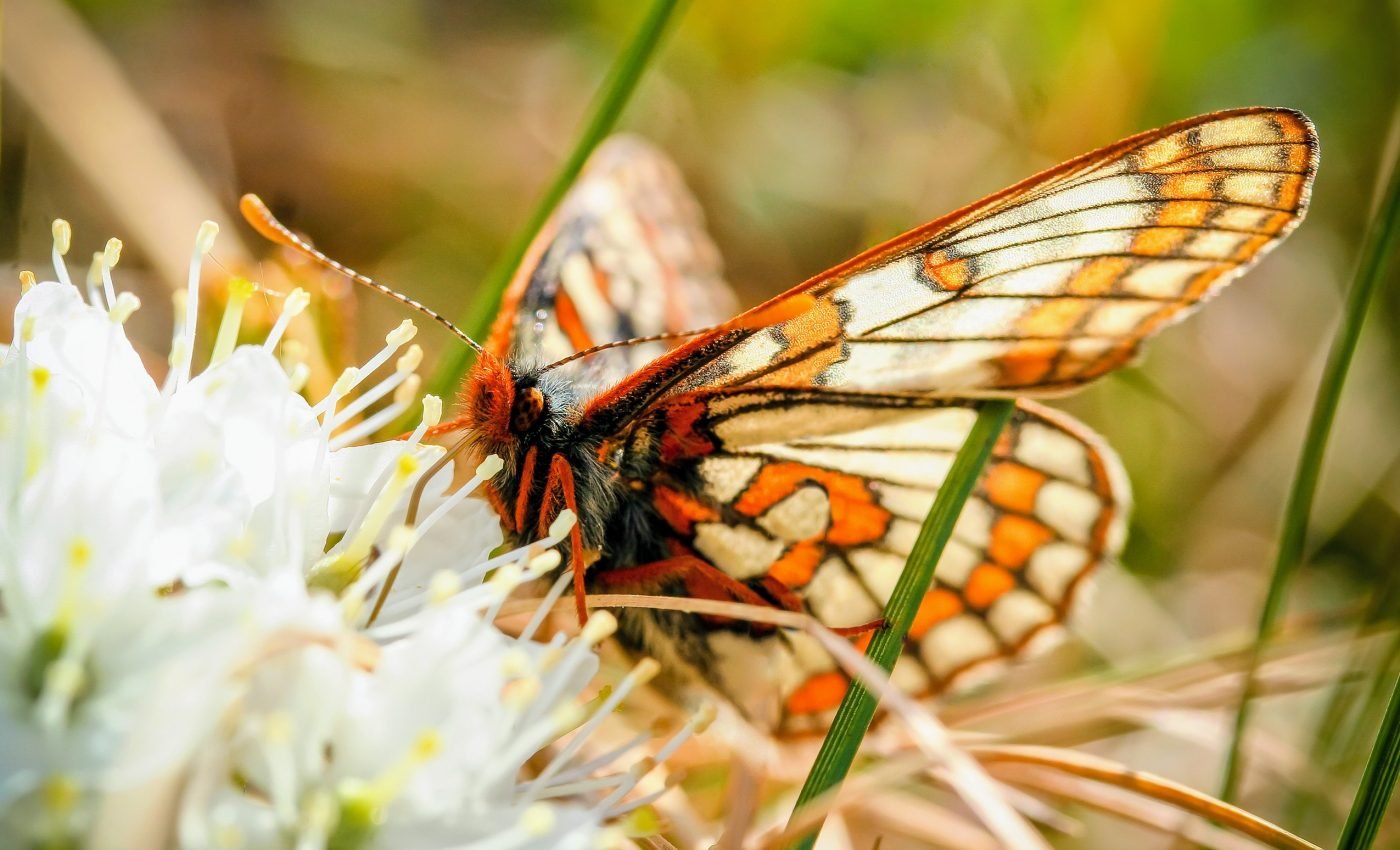 Climate change favors some Arctic insects over others