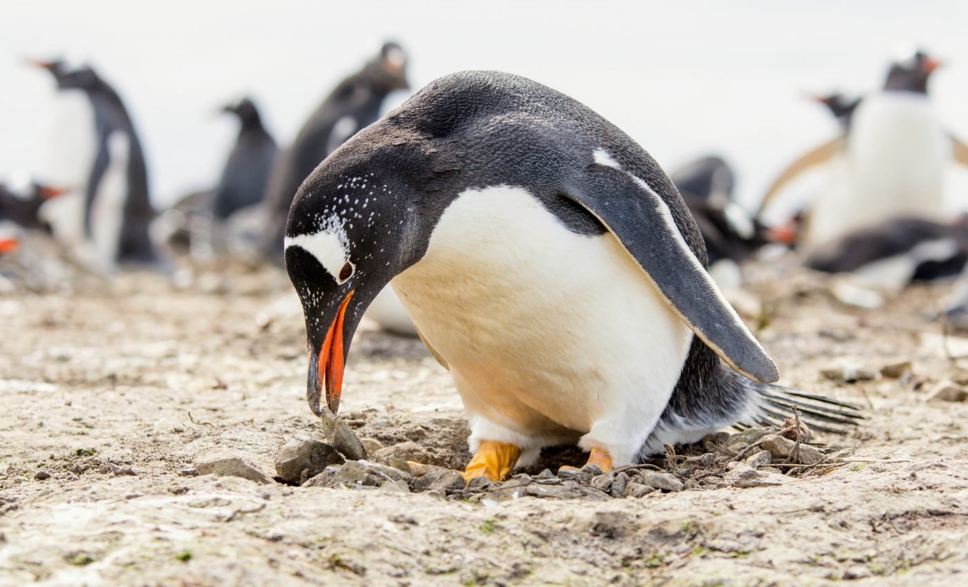 Antarctic penguins need protection from human activities
