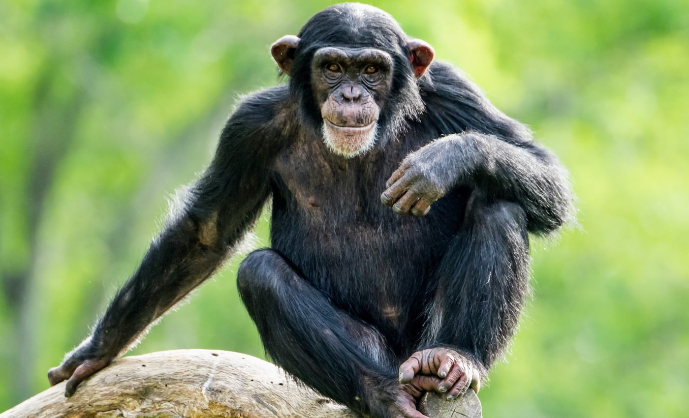 Chimpanzees risk their lives to fight alongside friends