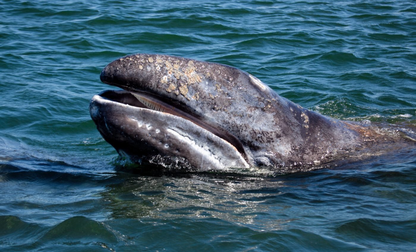 Gray whales are dying in alarming numbers