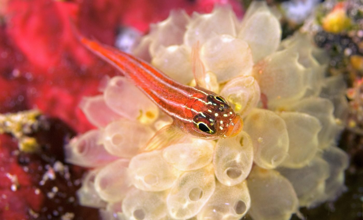 Some fish develop larger sex organs when CO2 levels are high