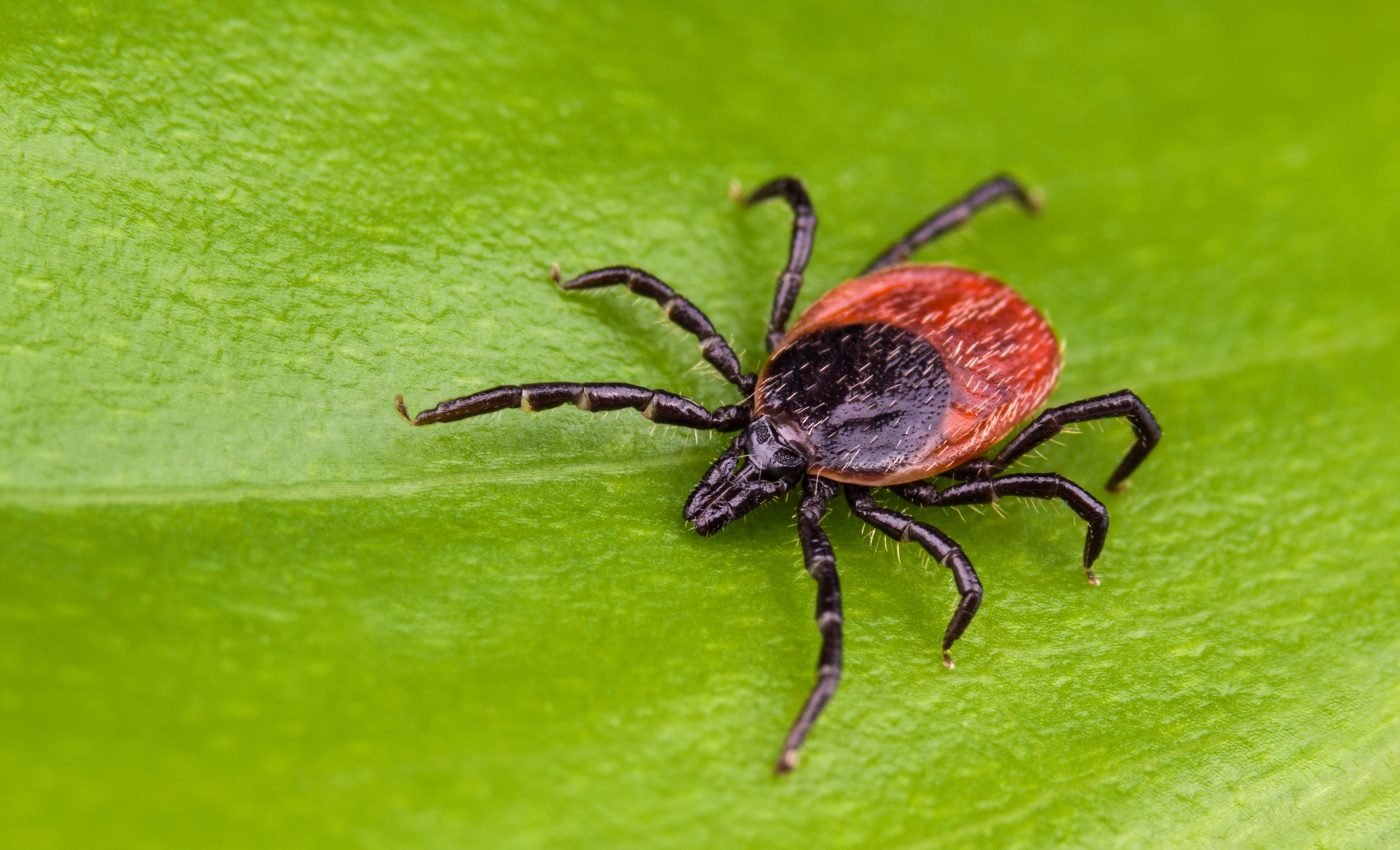Lyme disease patterns tied to tick behavior and host choice