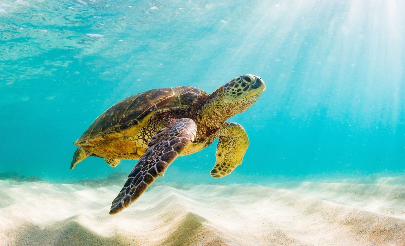 Sea turtles spread their eggs out for reproductive success