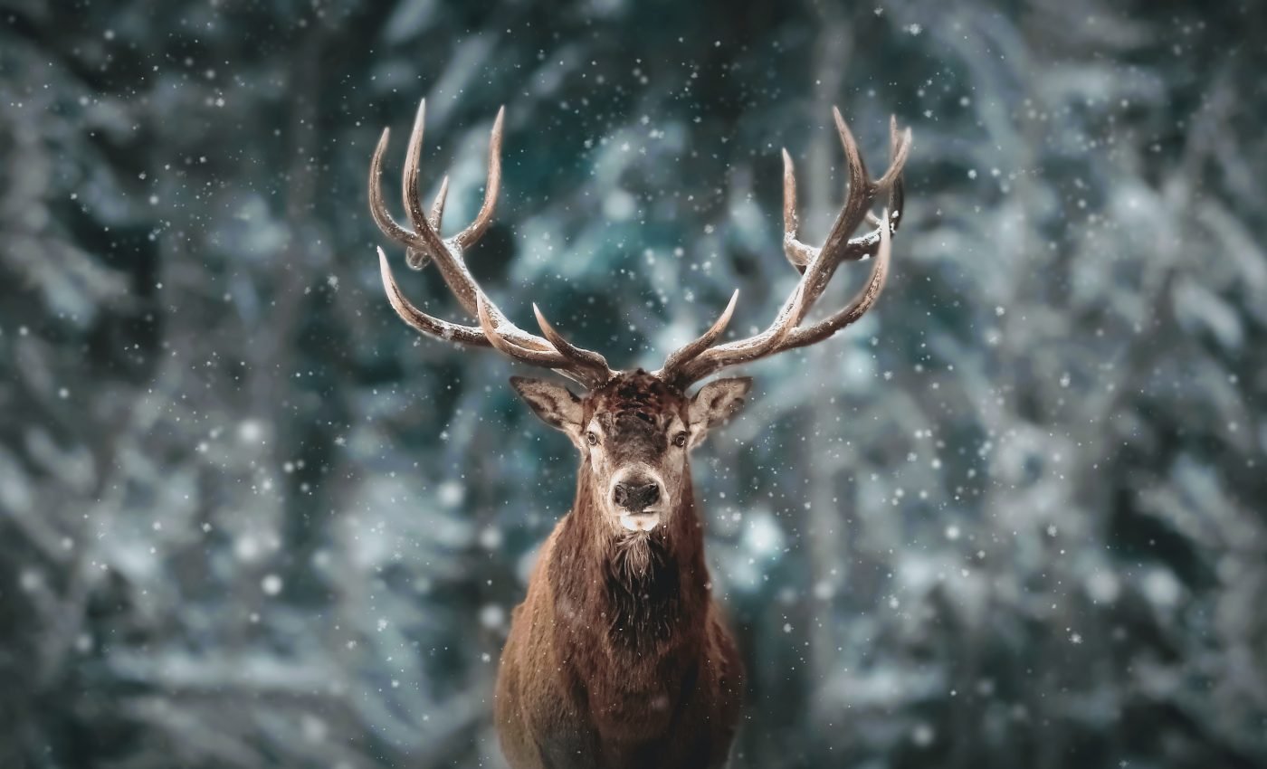 Wildlife movement is strongly influenced by human behavior