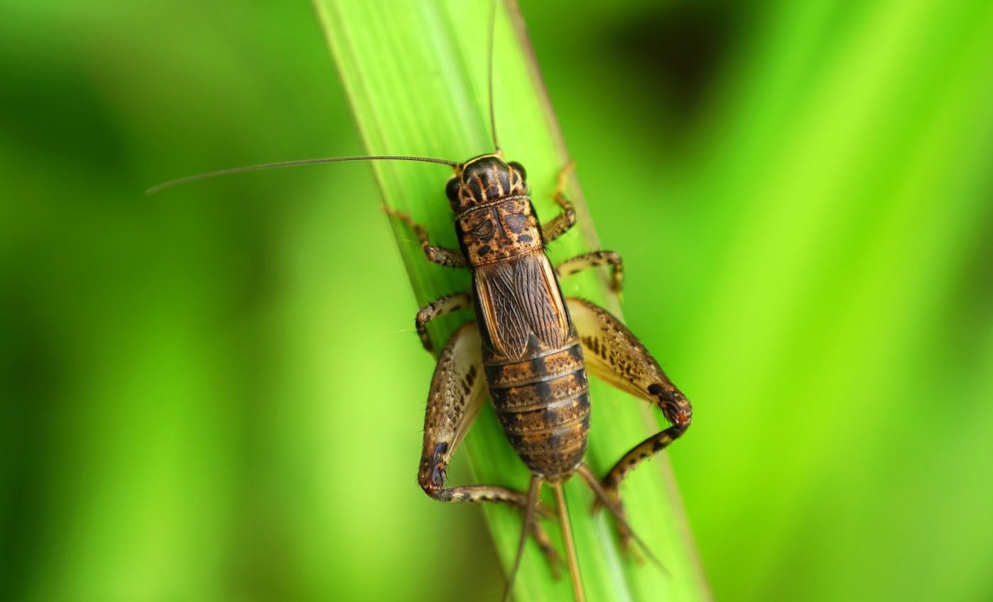 Mating crickets lower their standards when exposed to traffic noise
