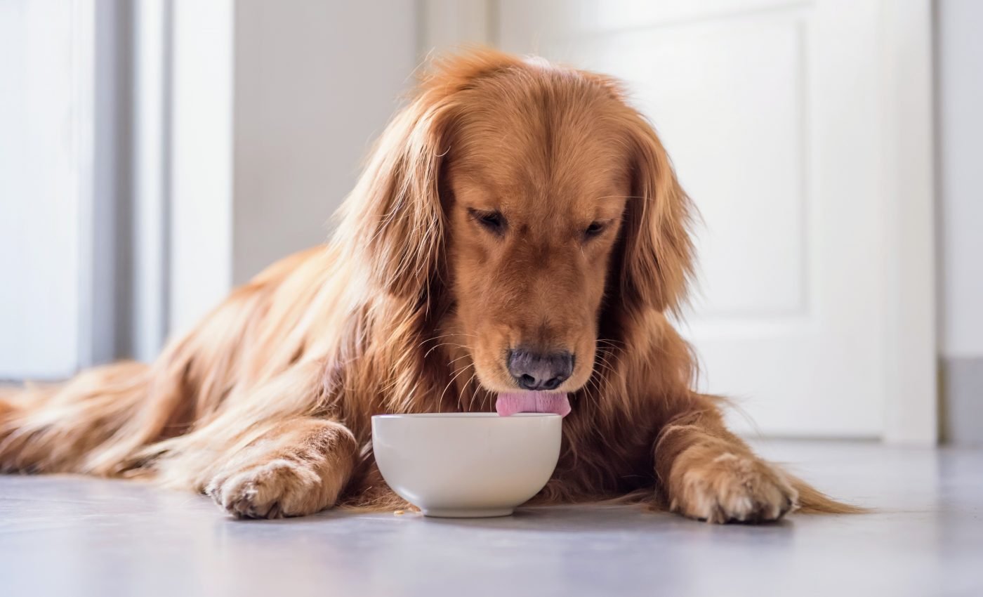 Dogs poop up to 66 percent less when they eat human-grade foods