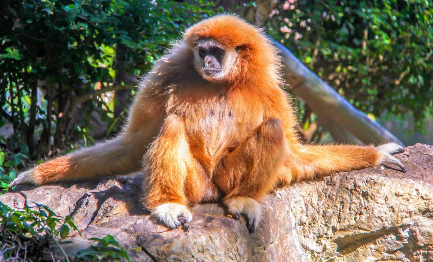 Animals affected by deforestation are stressed out