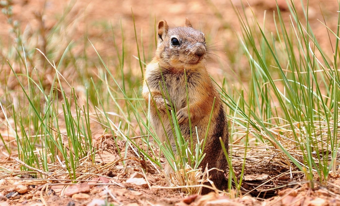 Burrowing animals in the Mojave Desert escape the heat of climate change