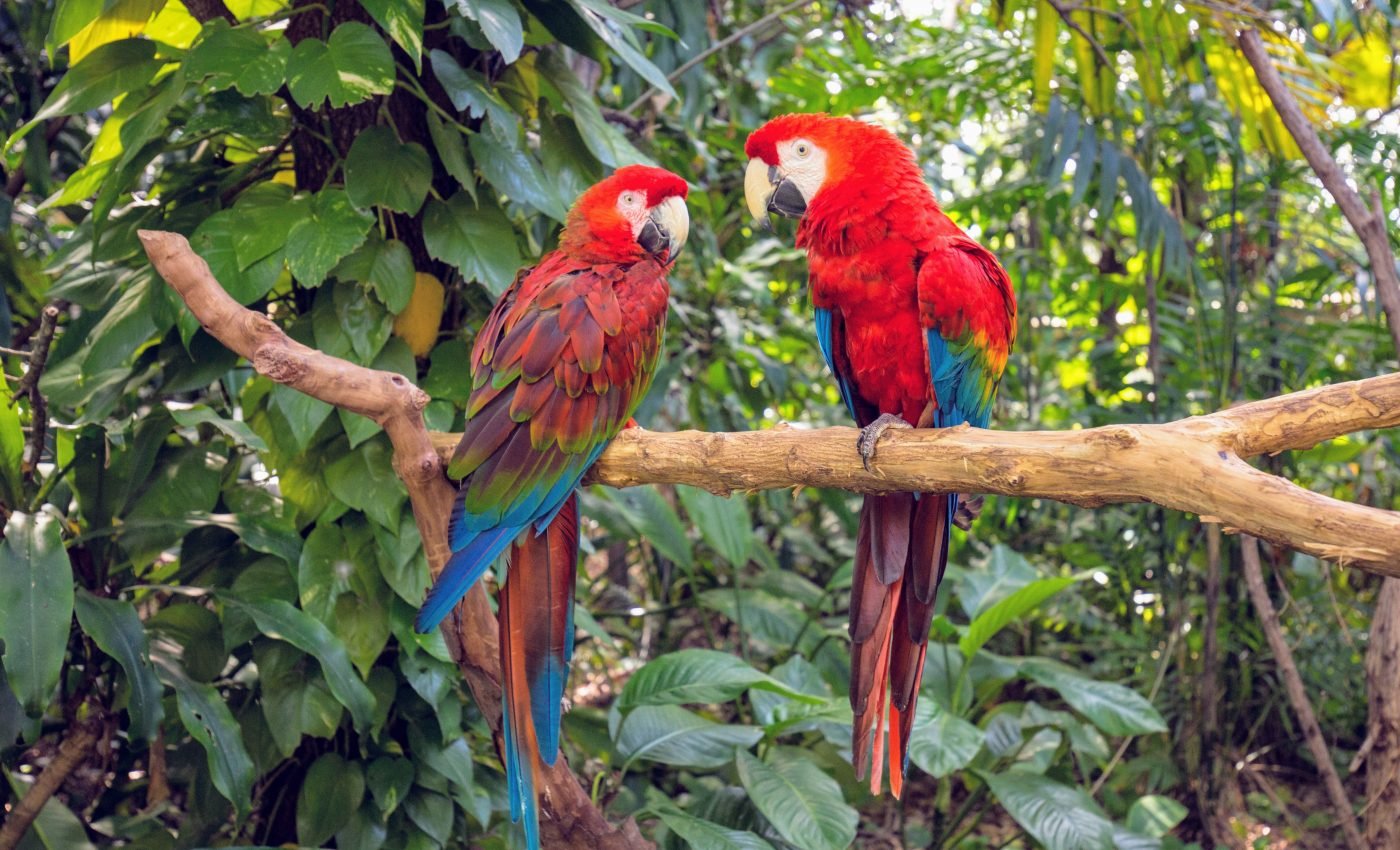 Observing birds in nature can help protect them in captivity