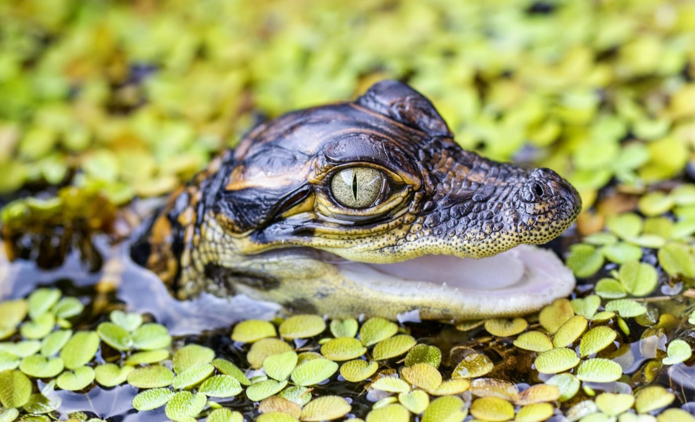 Dinosaur relatives reveal clues about early animal locomotion