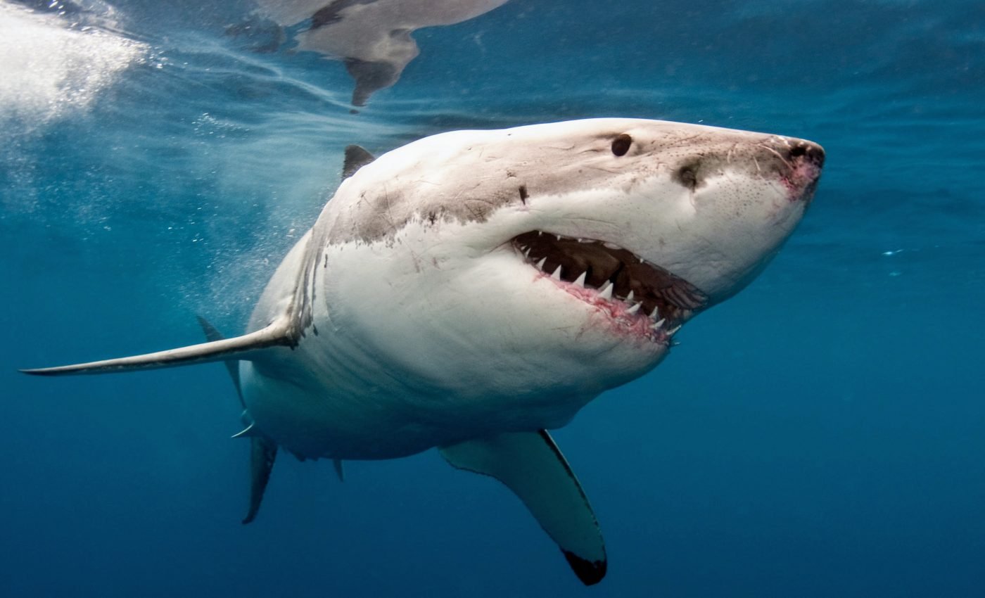 Young white sharks are moving north to find suitable habitat