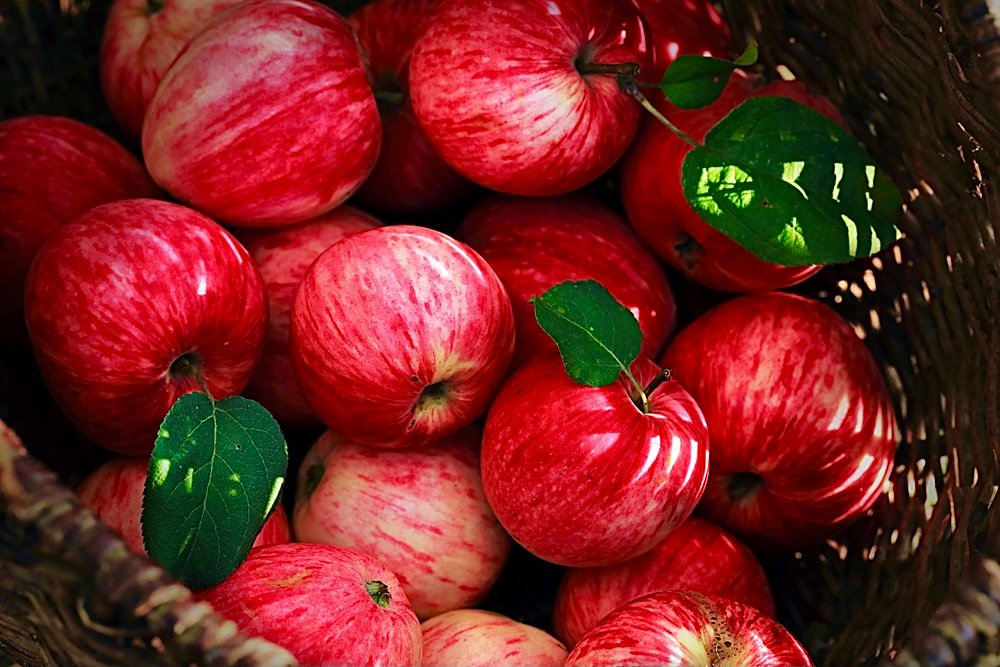 Apples stimulate the production of new brain cells