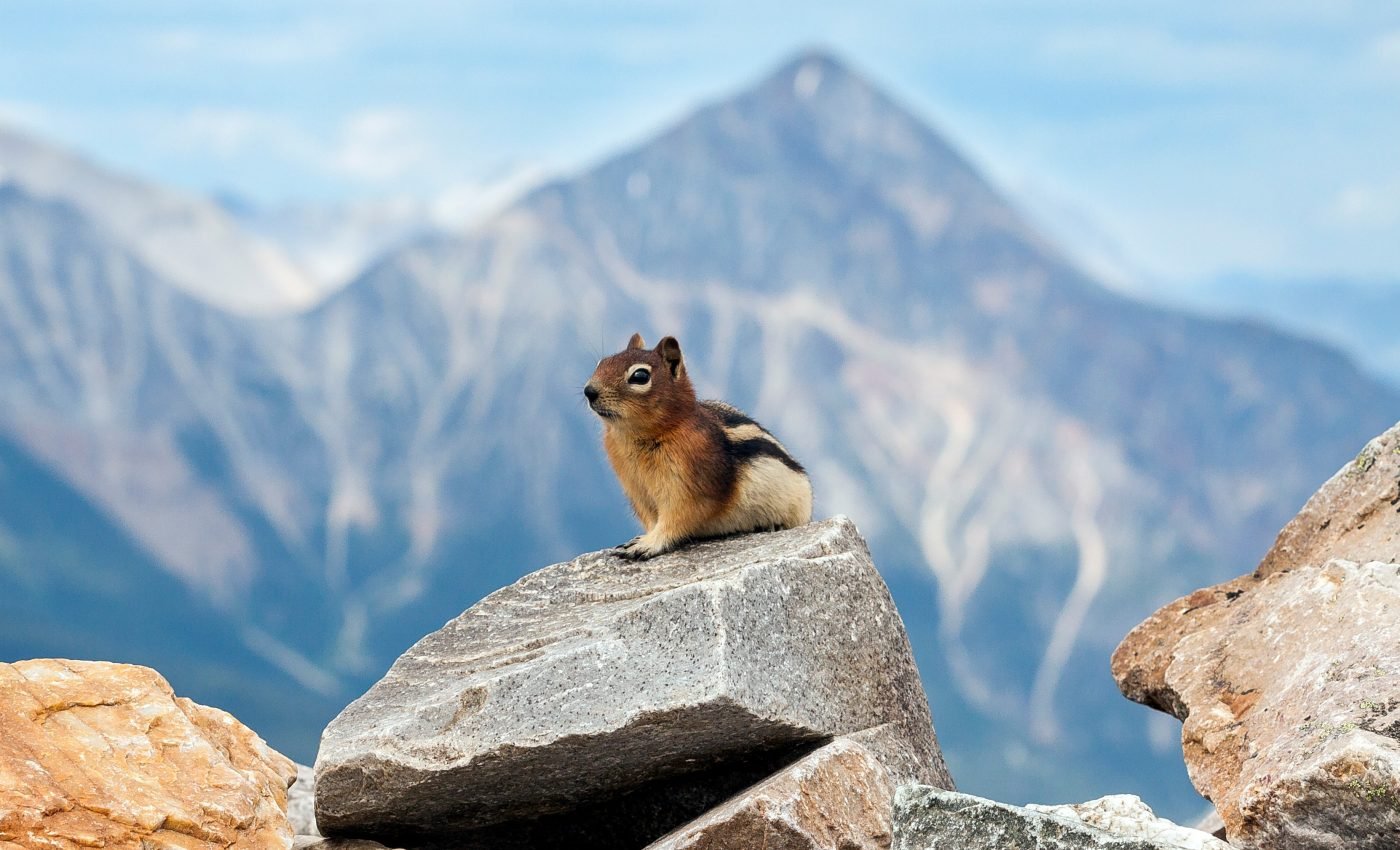 Squirrels are climbing high to escape global warming