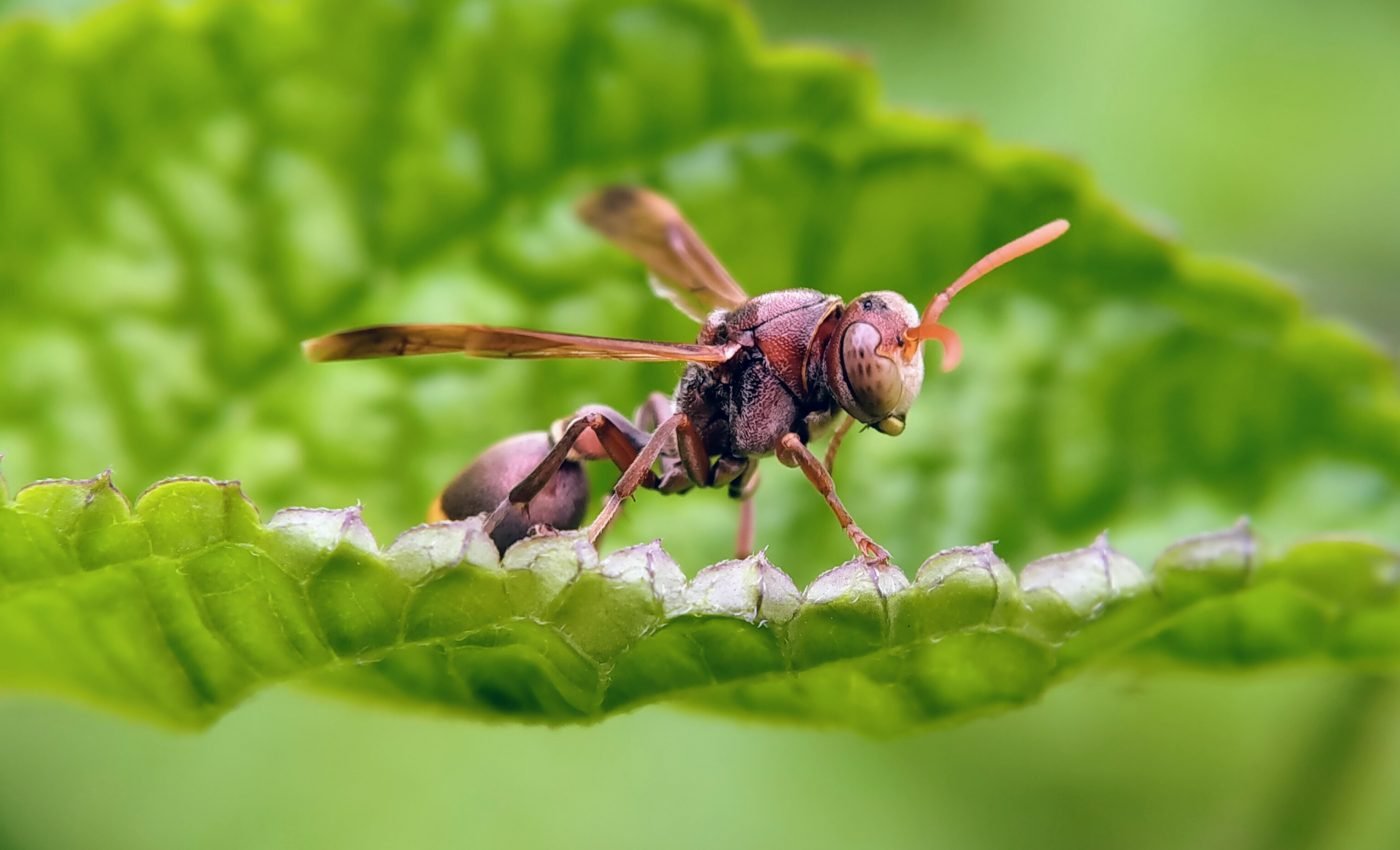 Paper wasps offer clues about the evolution of selflessness