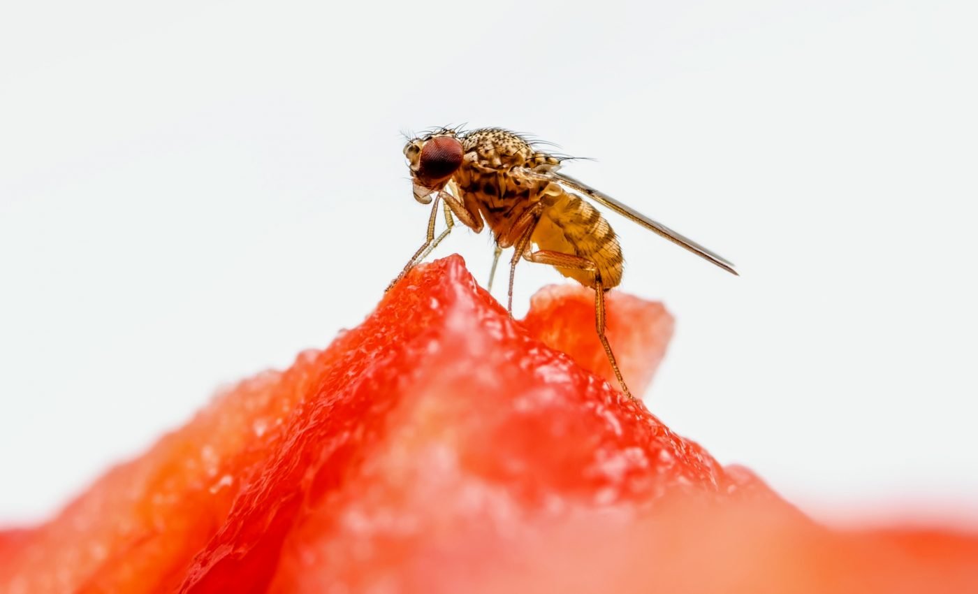Drosophila flies prefer to lay their eggs in untouched fruit
