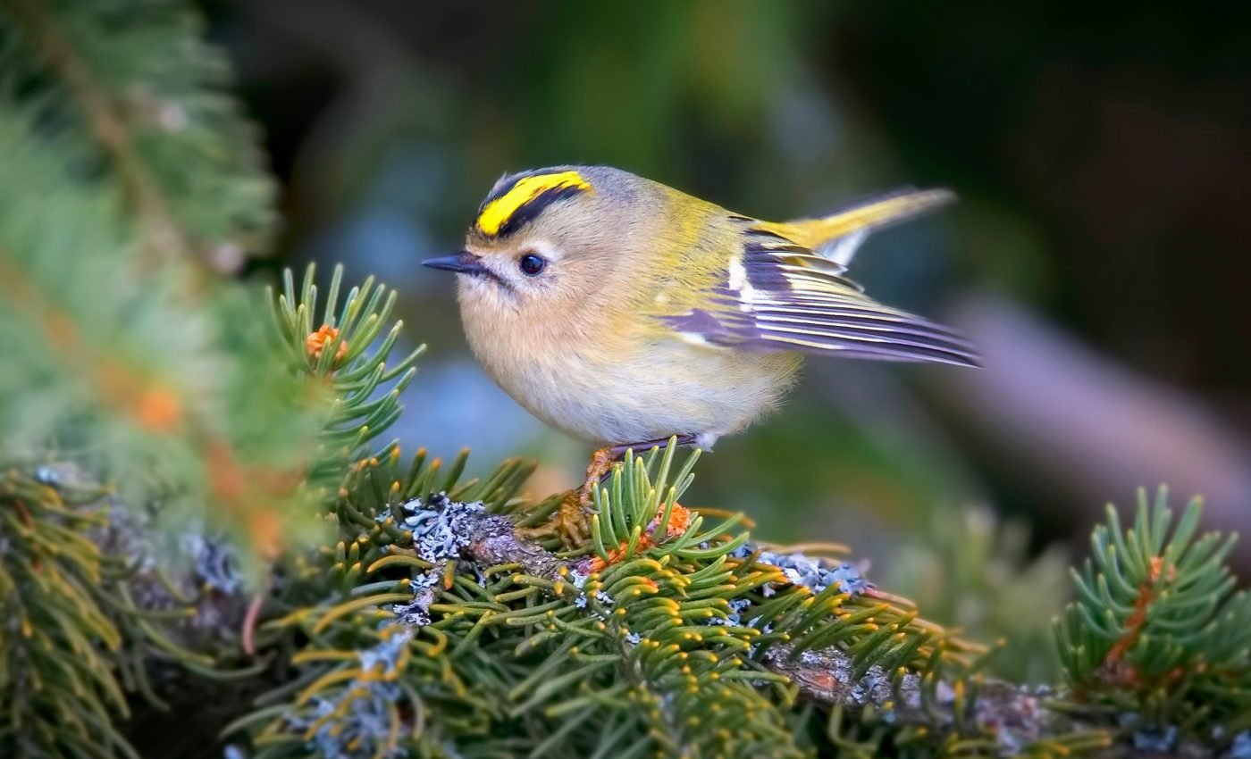 Birds grow more down feathers in higher elevations