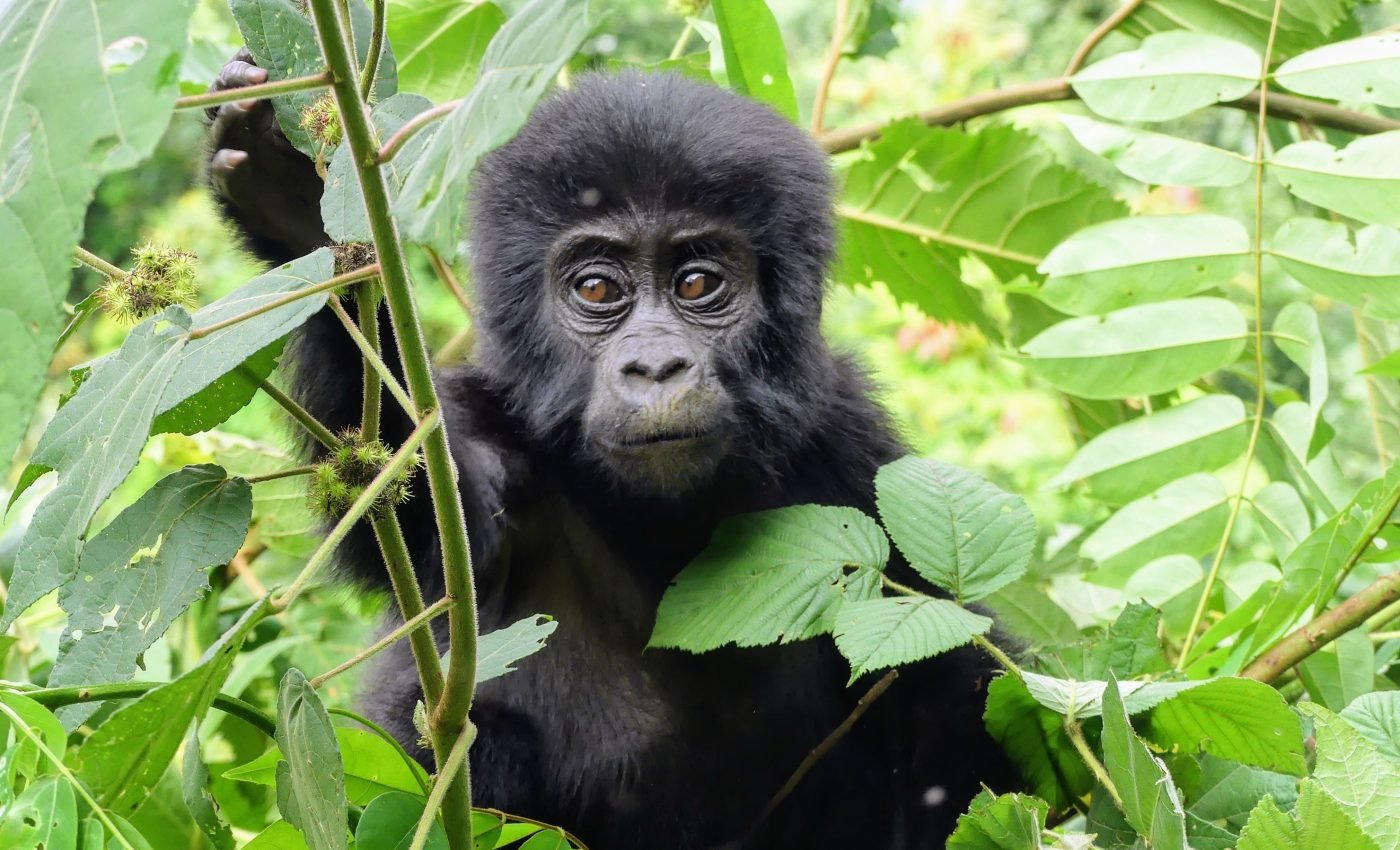 Tourists taking selfies with mountain gorillas put them at risk of disease