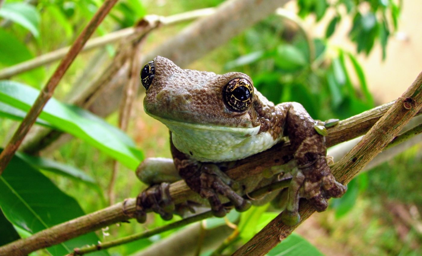Brazilian treefrogs have adopted an unusual breeding strategy