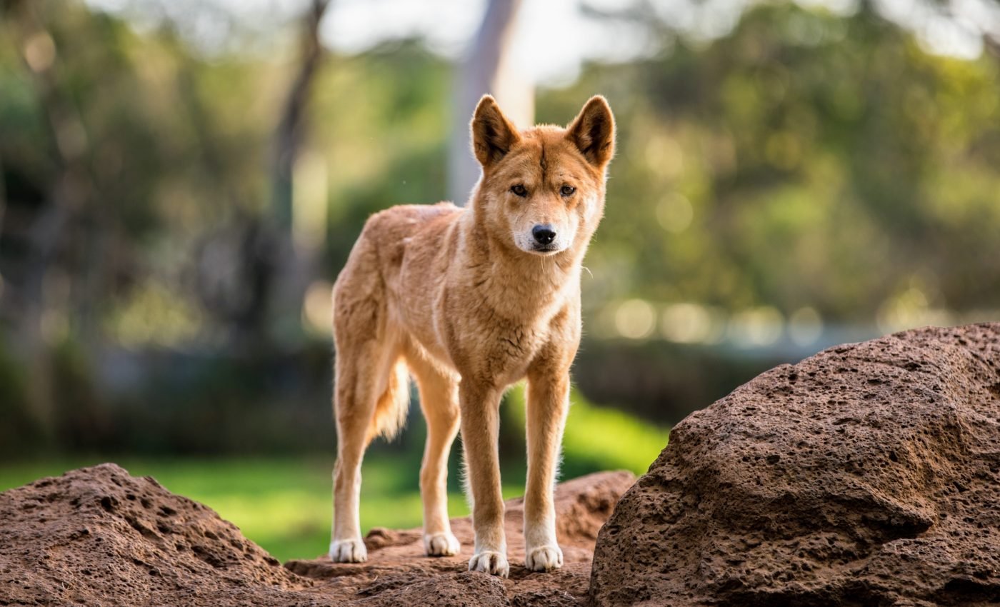 Are dingoes actually just strange dogs?