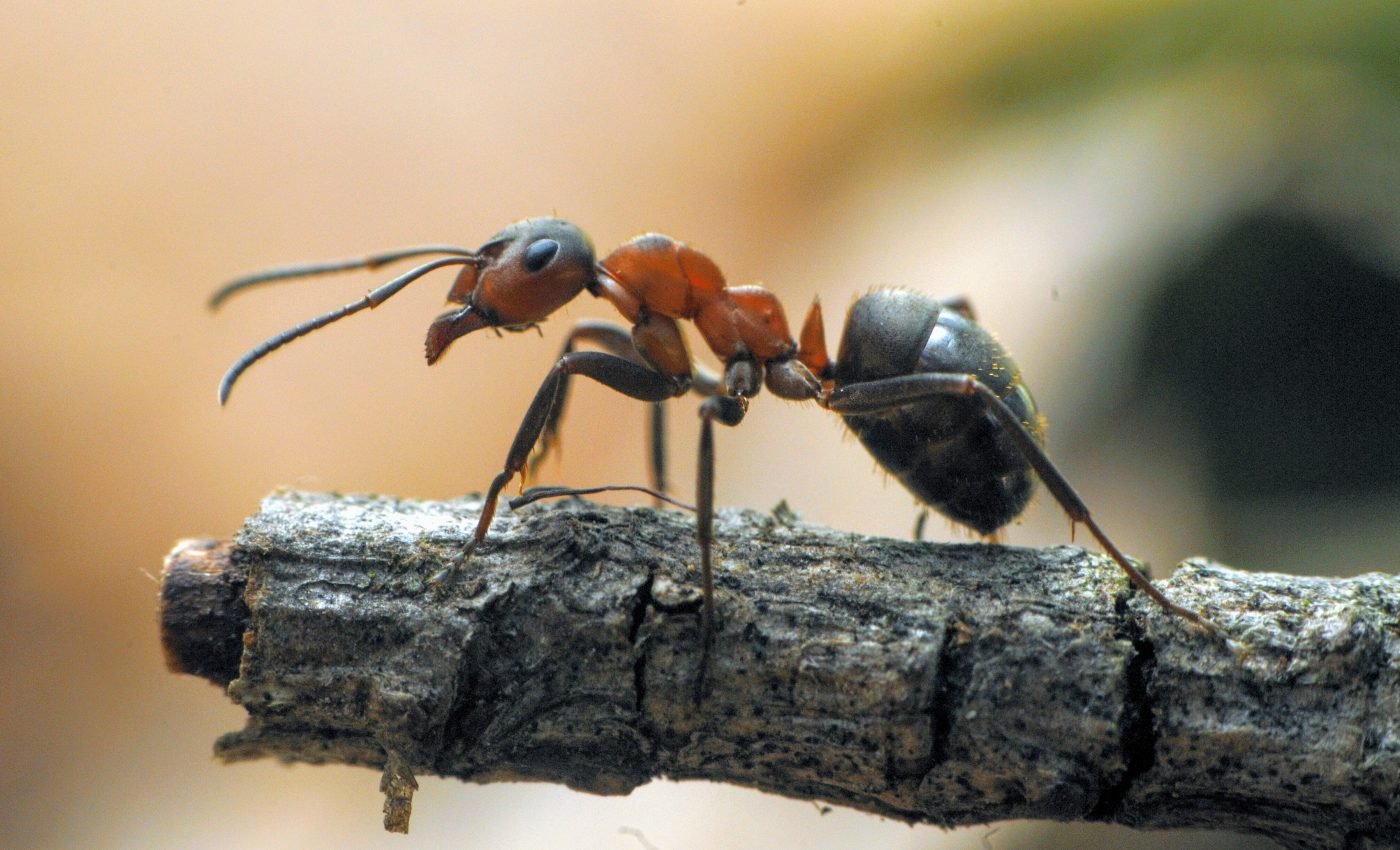Jumping ants fight for dominance after their queen dies