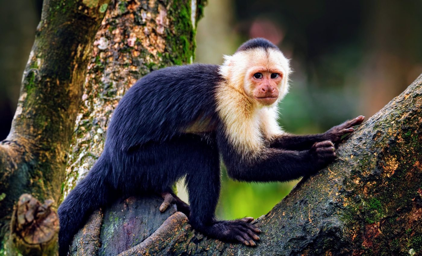 Age-rated genes help capuchin monkeys live longer
