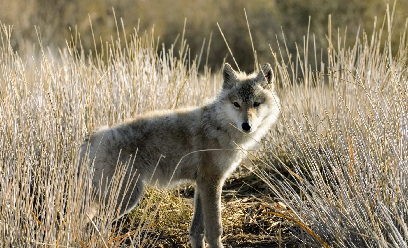 Wolves do not prefer to prey on livestock