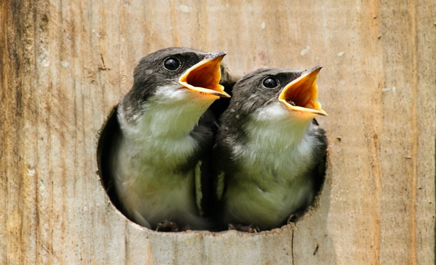 Noise from natural gas compressors disrupts songbird reproduction