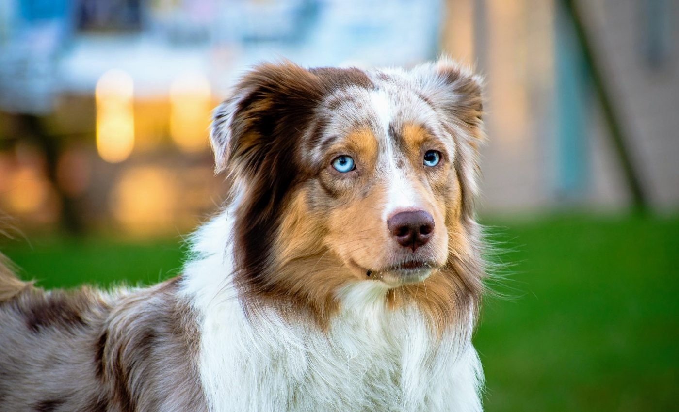 Study reveals new evidence that dogs have self-awareness