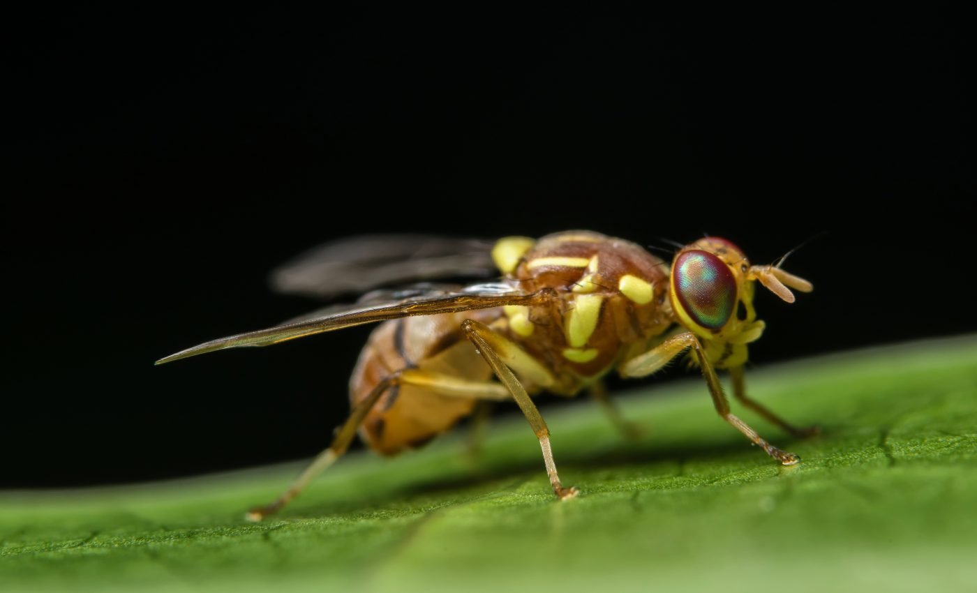 Invasive species are driving rapid evolution