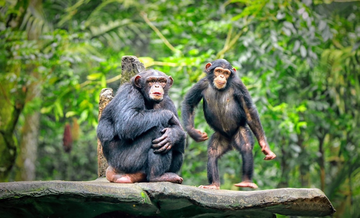 Chimpanzees draw close together to unite against an enemy
