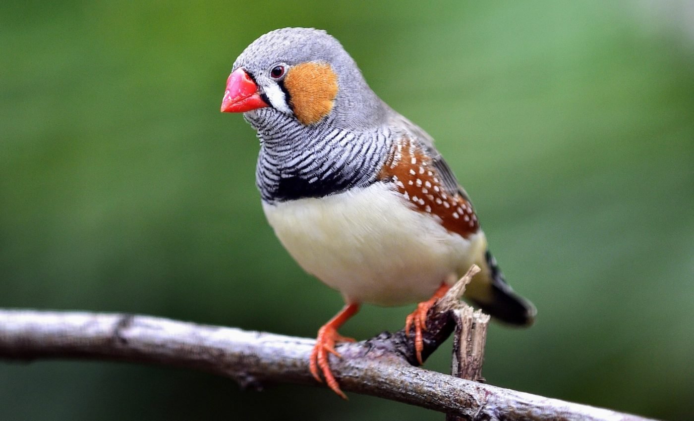 Zebra finches build nests based on past successes and failures
