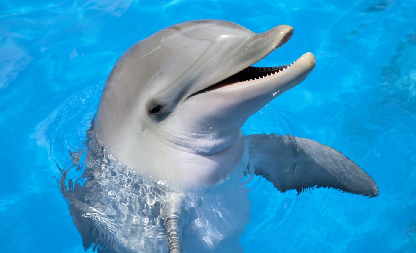 Dolphins have human personality traits