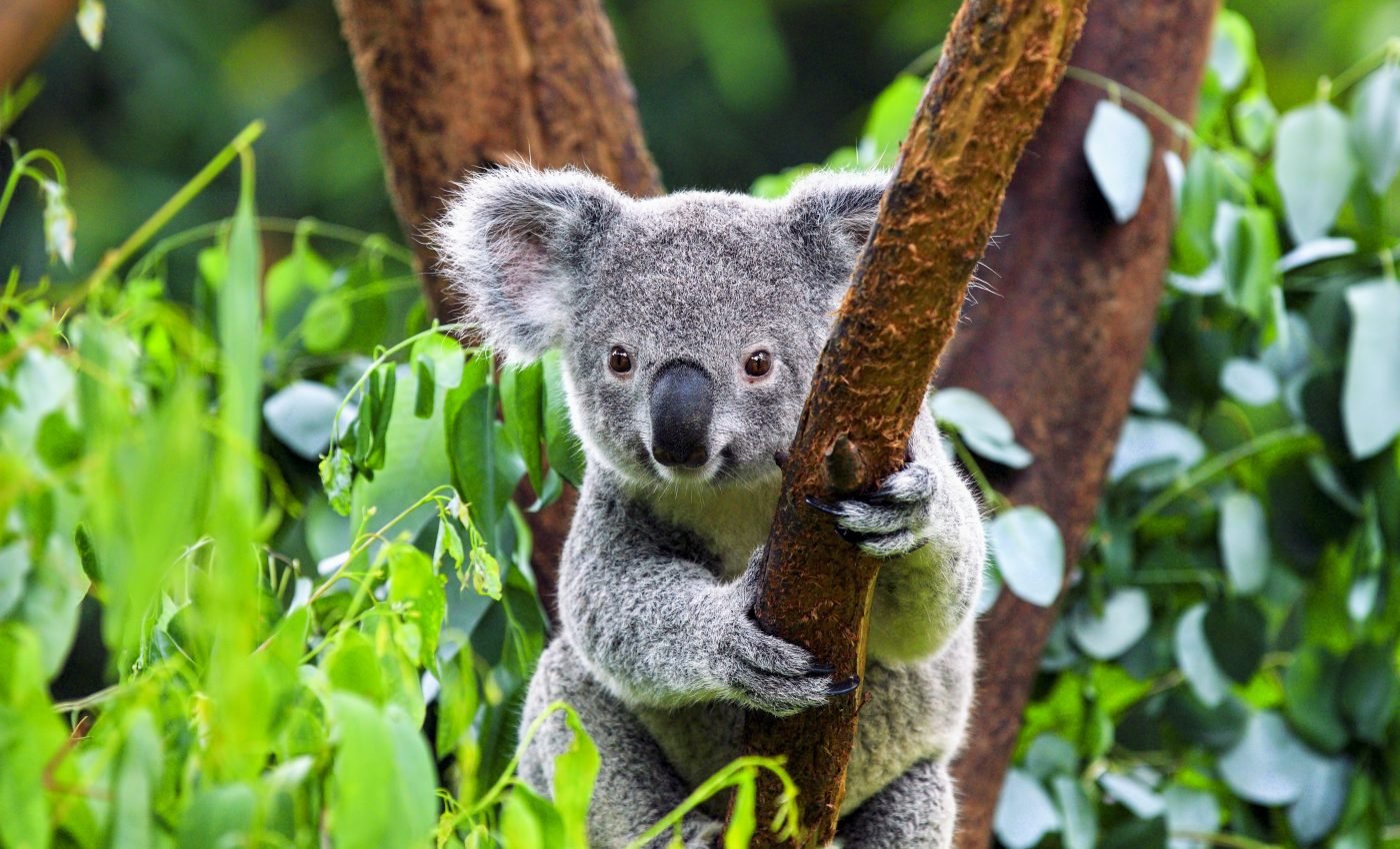 Koalas are infected with a virus that causes cancer