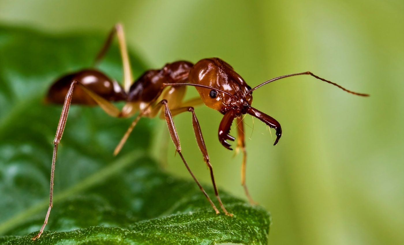 How trap-jaw ants got the fastest bite in the animal kingdom