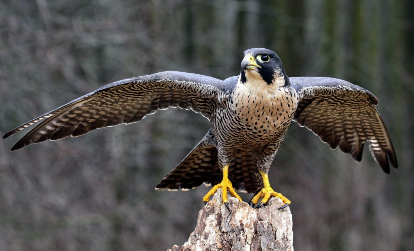 Study of peregrine falcons suggests birds have a migration gene