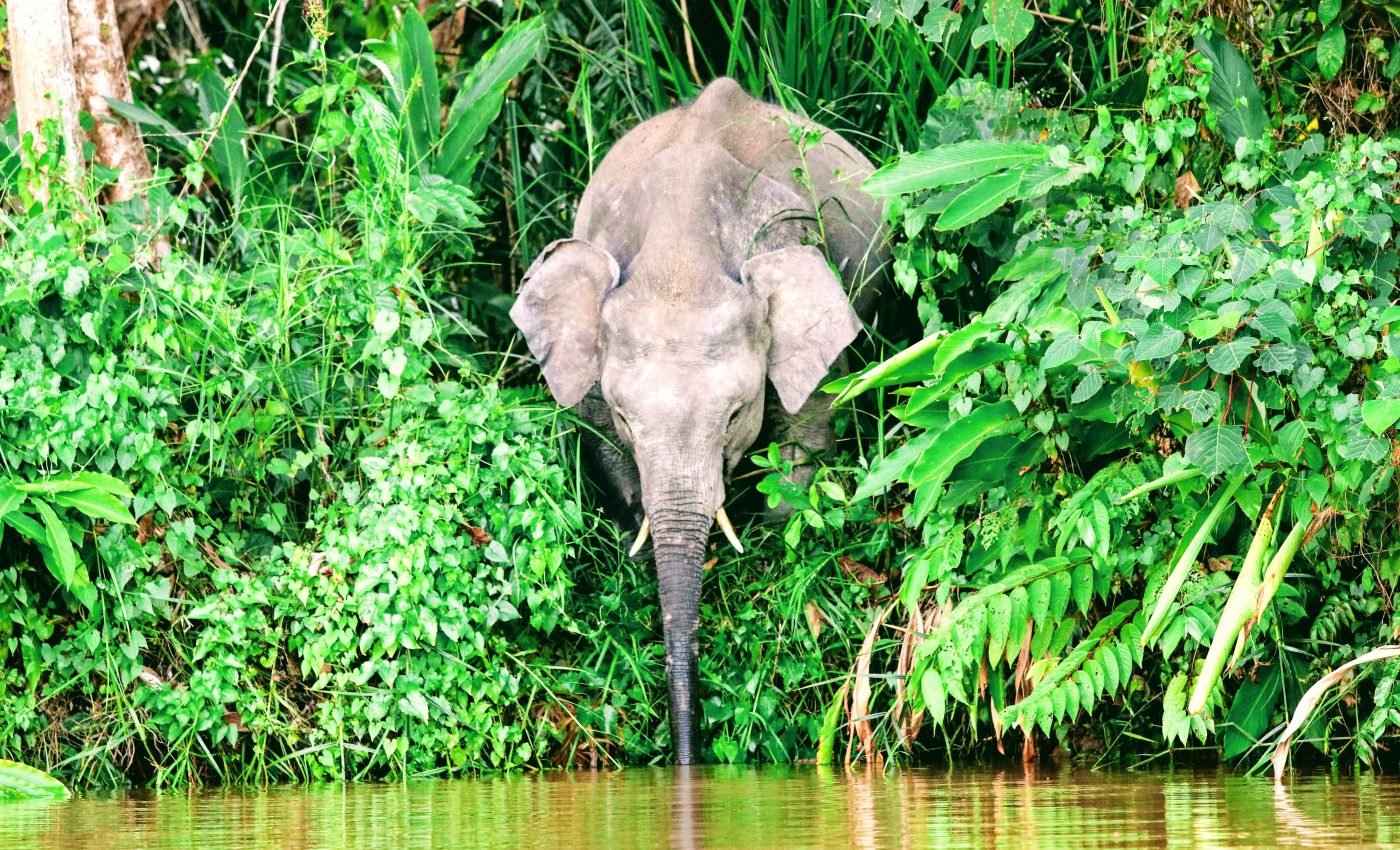 Mammal diversity in rainforests linked to plant productivity