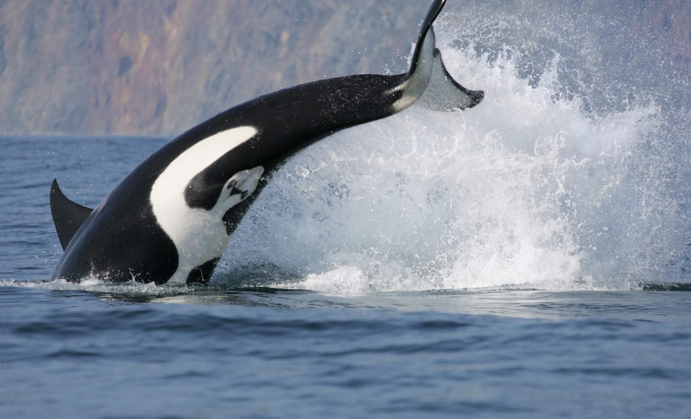 Killer whales may need to further diversify their diets