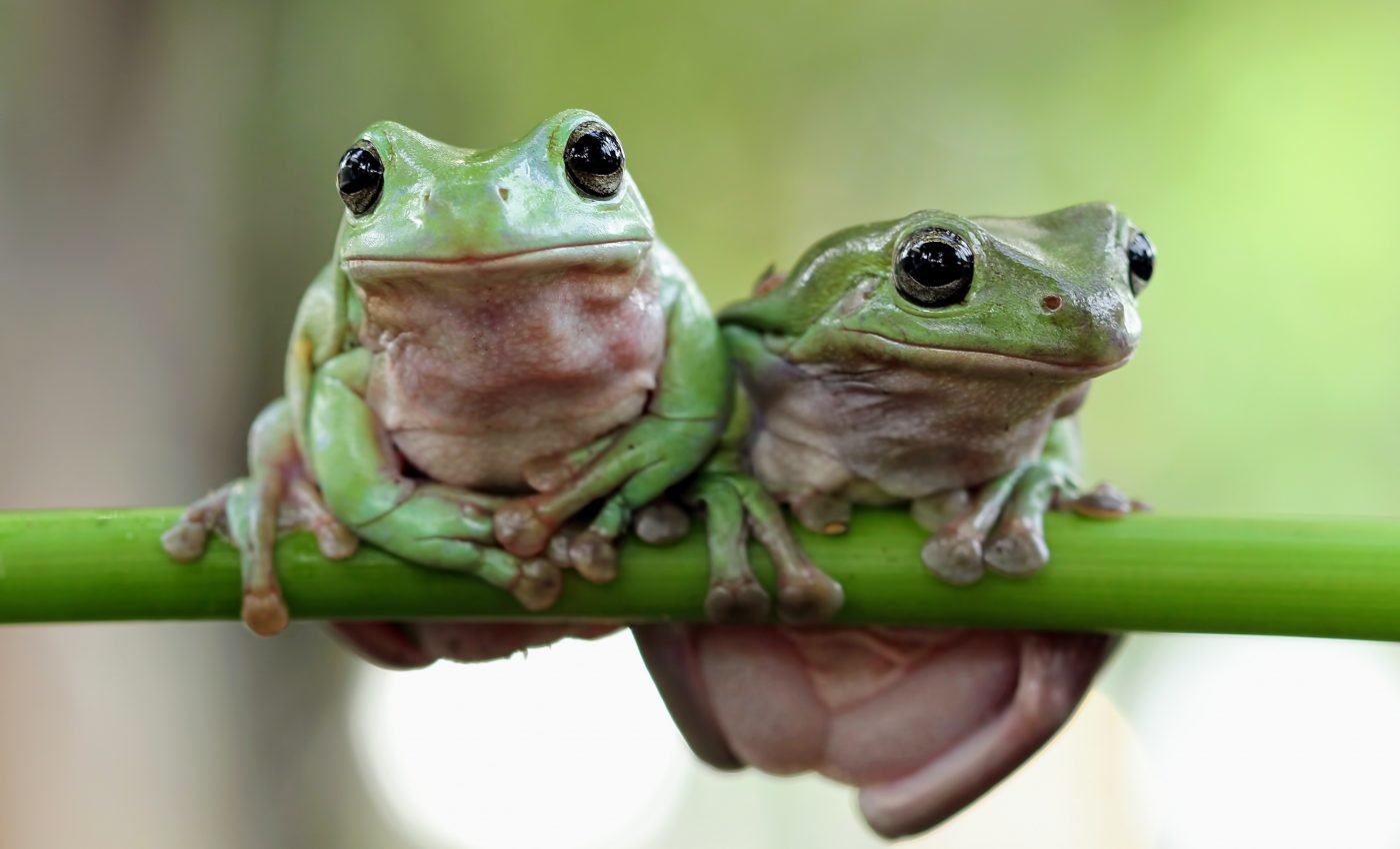 Frogs have lungs that cancel out background noise