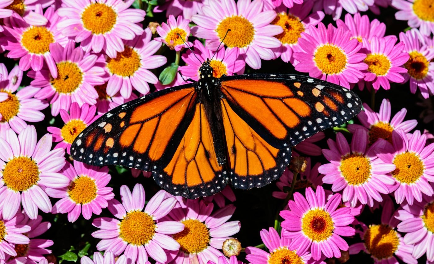 Western butterfly populations are steadily vanishing