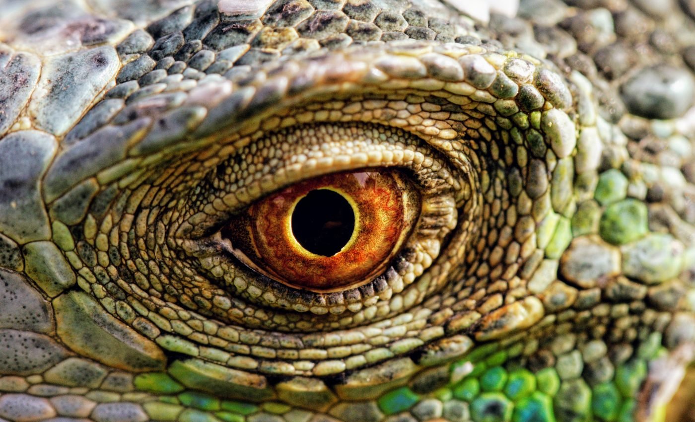 Anteosaurus was a killing machine millions of years before the dinosaurs