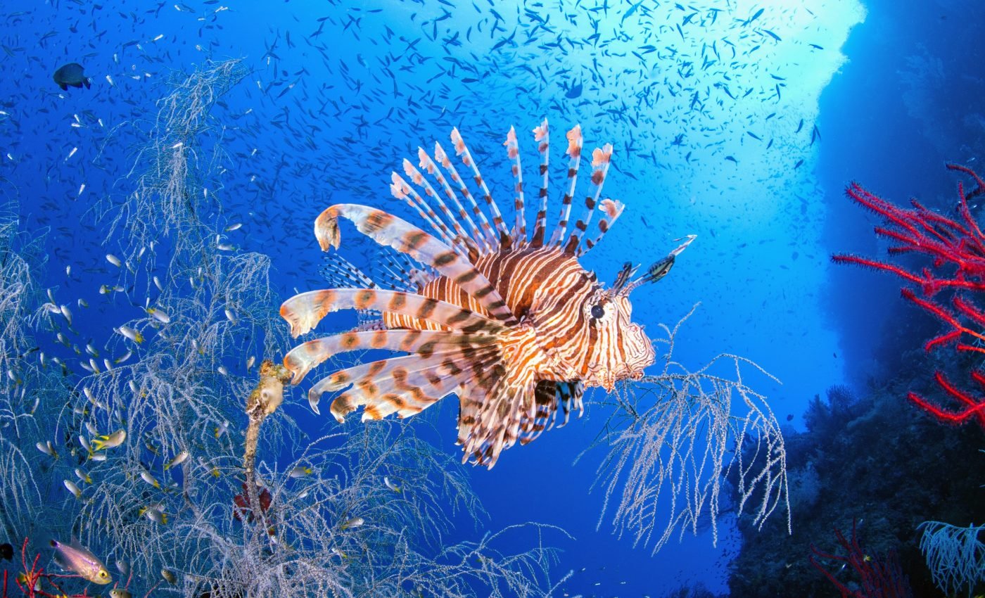 Functional eradication may be the best approach to invasive species