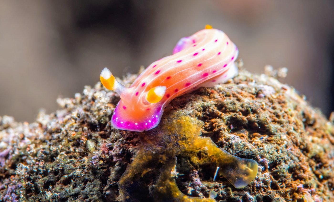 Some sea slugs sever their own heads and grow new bodies